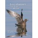 Les oiseaux des lacs suisse