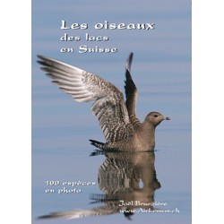 Les oiseaux des lacs suisse