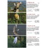 Les oiseaux des lacs suisse