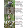 Les oiseaux des lacs suisse