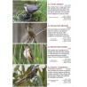 Les oiseaux des lacs suisse