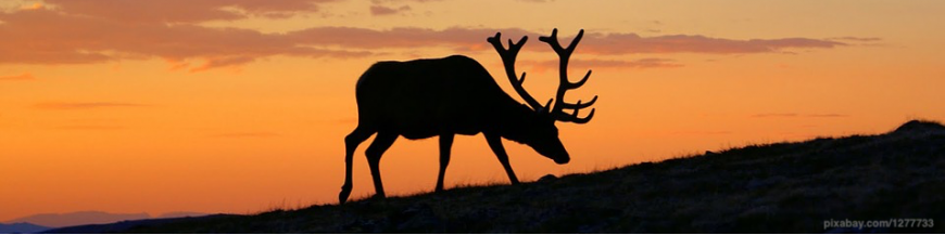 Chasse