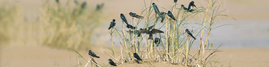 Trailfinder & Savanna