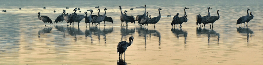 Accessoires  longues-vues