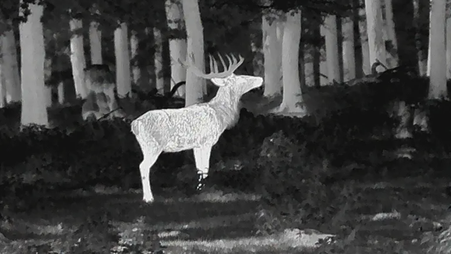 Leica Calonox 2 View