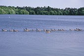 Elk